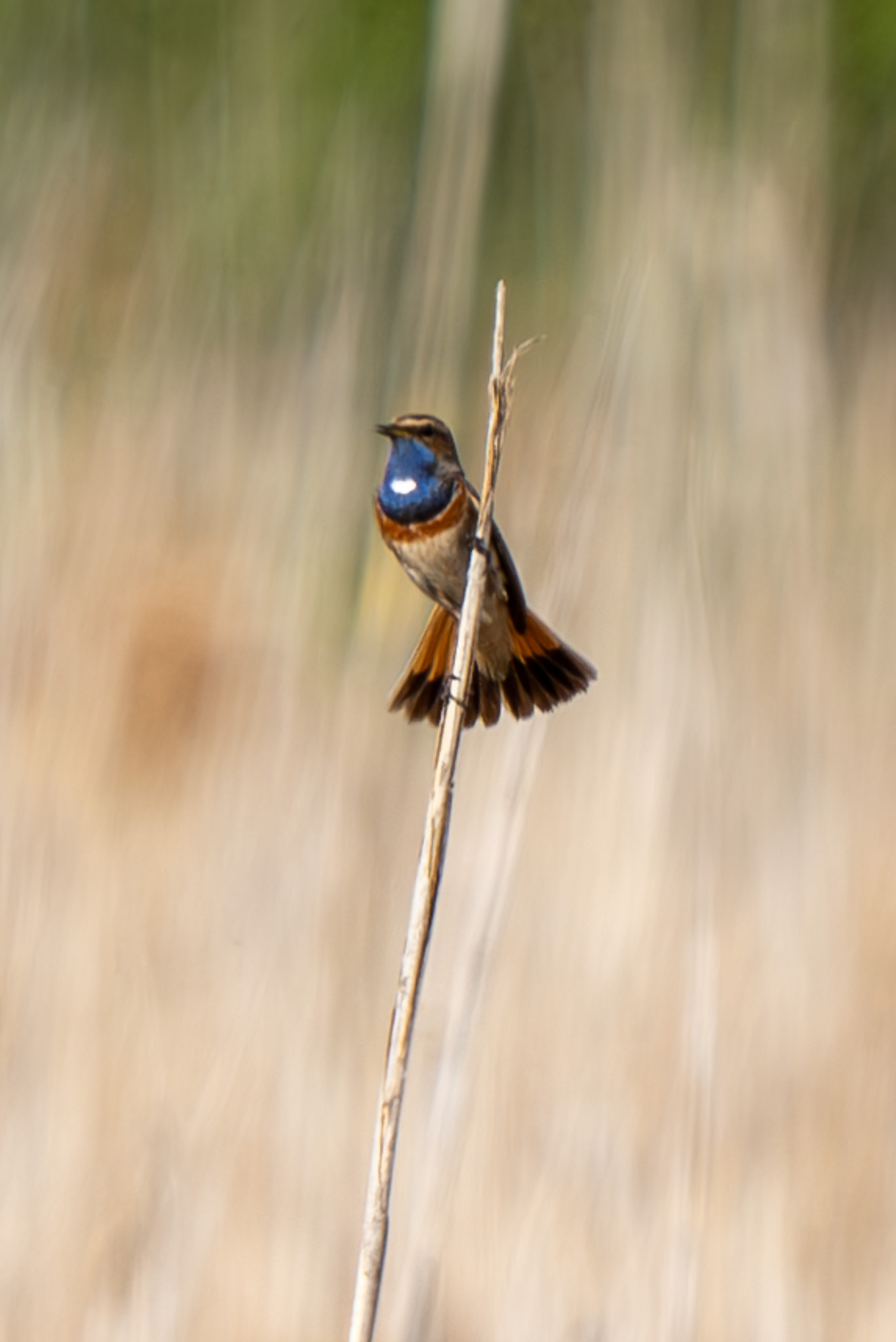 Piotr Walicki Another Photo Of The White Spotted Bluethroat