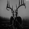 Mastodon profile picture for @pathogen