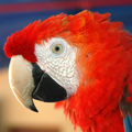 Mastodon profile picture for @guacamayo
