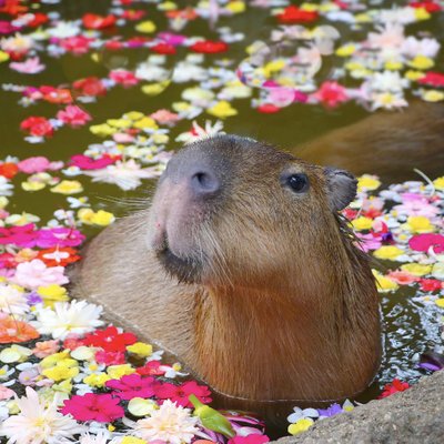 uncapybarable