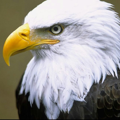 Mastodon profile picture for @eagles