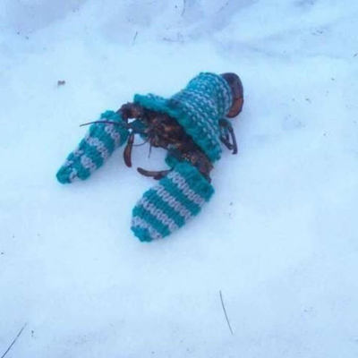 cuddlycrustacean@mastodon.social