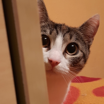 Mastodon profile picture for @Hoop
