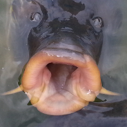 kamosch's avatar