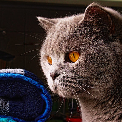 ginnie's avatar