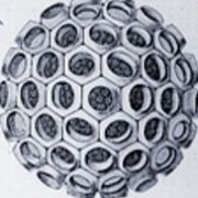 Radiolarium