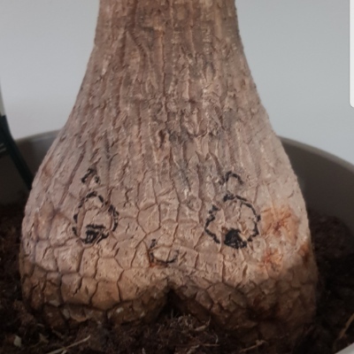 Kjuki's avatar