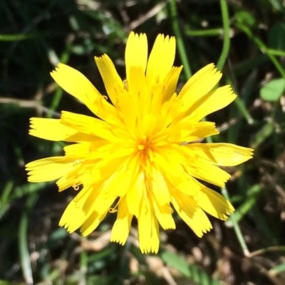 Sgns's avatar