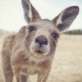 dakangaroo@mastodon.social