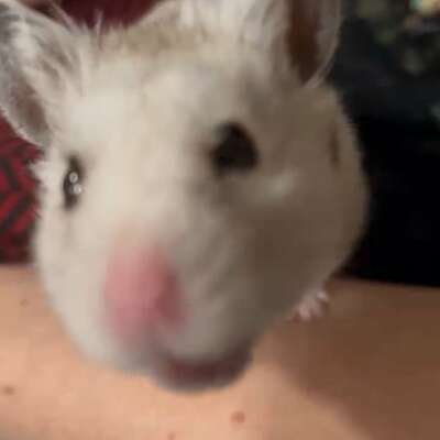 Mastodon profile picture for @hamsters
