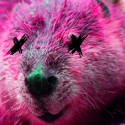 Mastodon profile picture for @conk