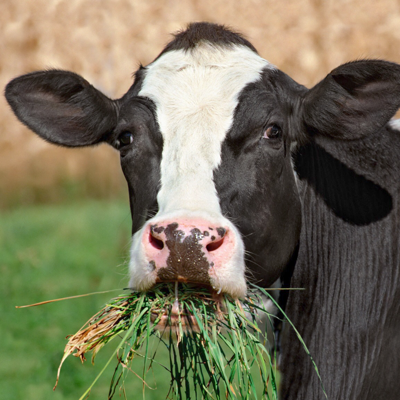 moocows@mastodon.social