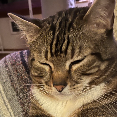 scottibiscotti's avatar