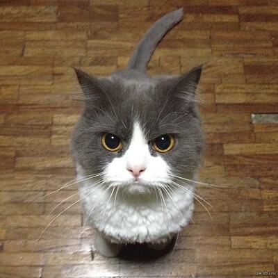 gato: I was really angry with the wo… - Gamedev Mastodon