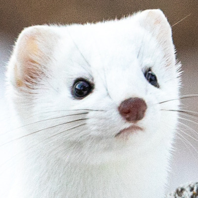 fuzzyermine's avatar
