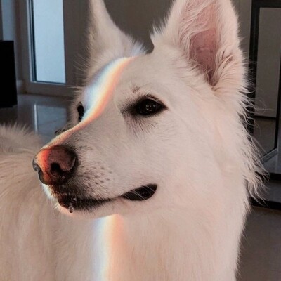 Mastodon profile picture for @siddik