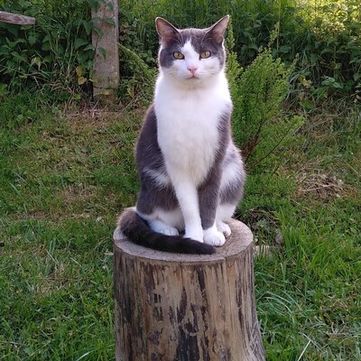 KaffundKater's avatar