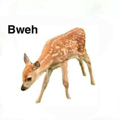 coziest deer