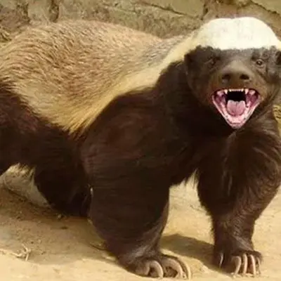 ratel
