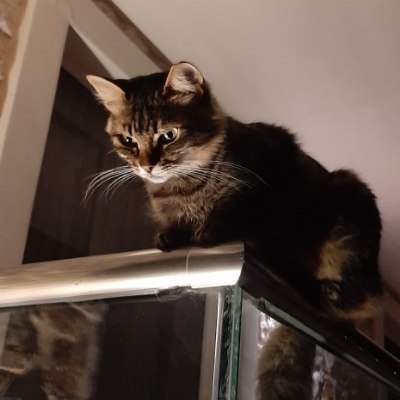 DiBurgi's avatar