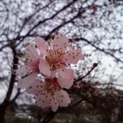 Rosadeldesert's avatar