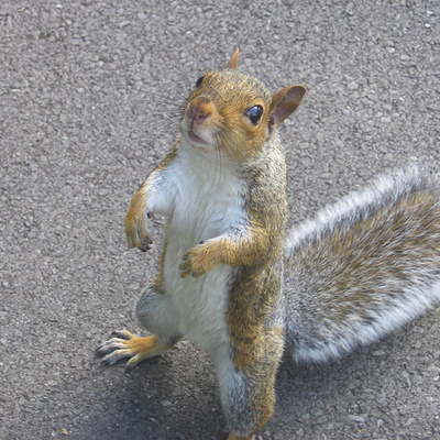 HarlemSquirrel@mastodon.social
