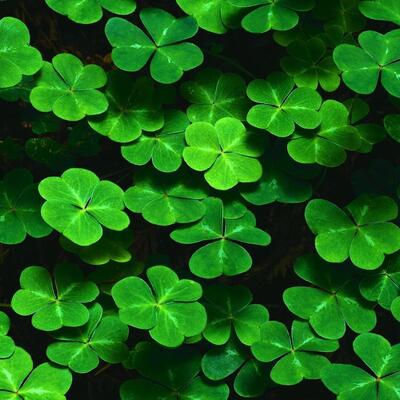 leprechaun_violet@mastodon.social