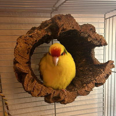 NullAchtFuffzn's avatar