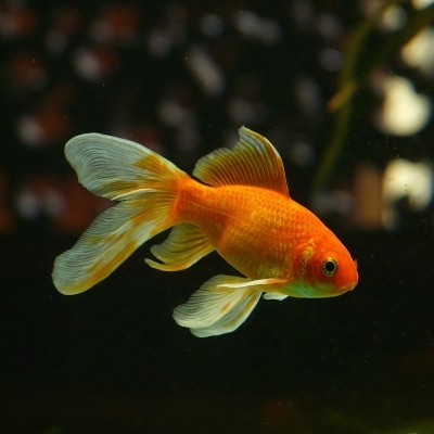 GoldfishRules