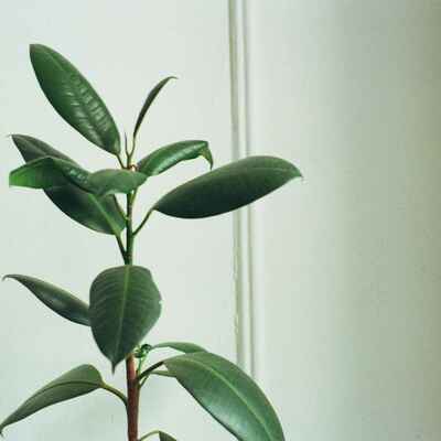 treeroe's avatar