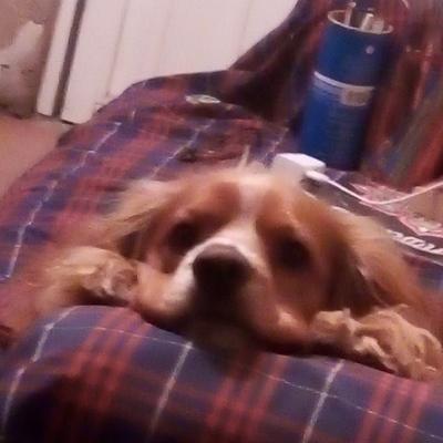 ranarquista's avatar