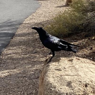 Ravennll's avatar