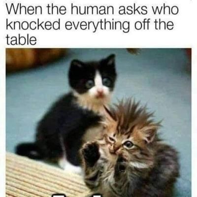Agent Punk Cat