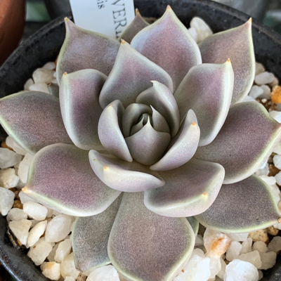 Succulent Reminders 🌵🤖's avatar