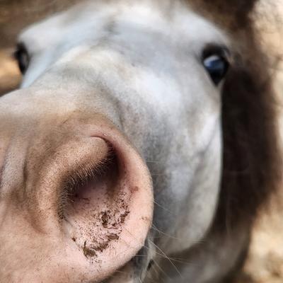 dimntd's avatar