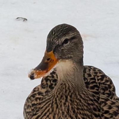 doubtfulduck