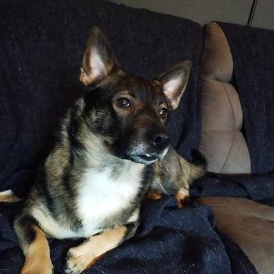 yngvilddelarbremonde's avatar