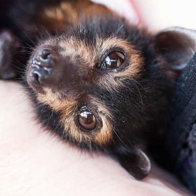 harmonybat's avatar