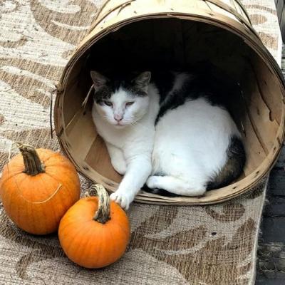 Meow🎃's avatar