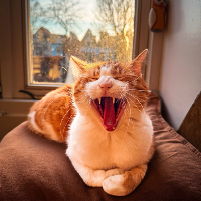 OSCAR CARESS🦴