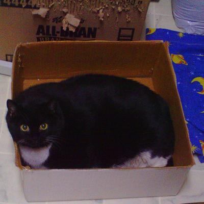 CatsGamesWhatever's profile picture
