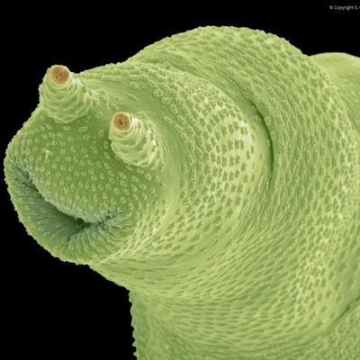 brnlsn's avatar