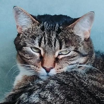 Mastodon profile picture for @spins