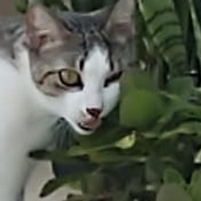 tthiago's avatar