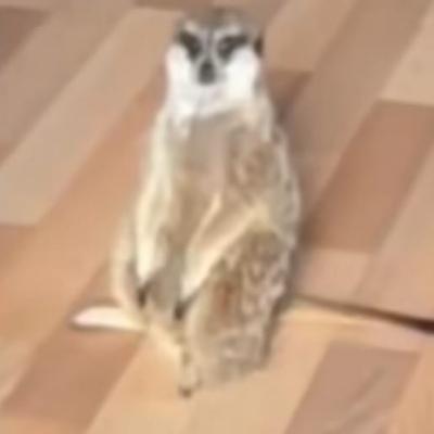 arzu_1210's avatar