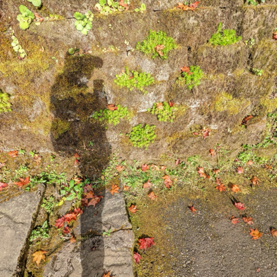Achiu's avatar
