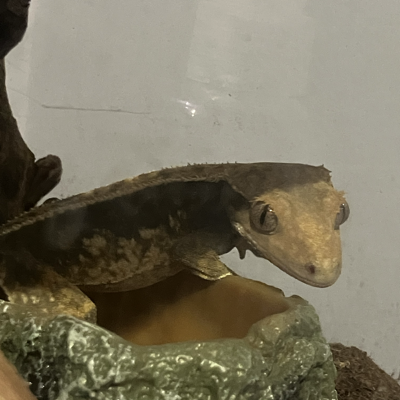 Lyzard