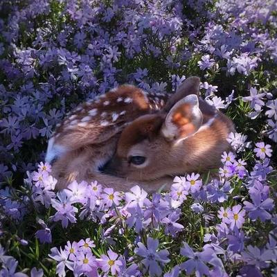babyDeveloper's avatar