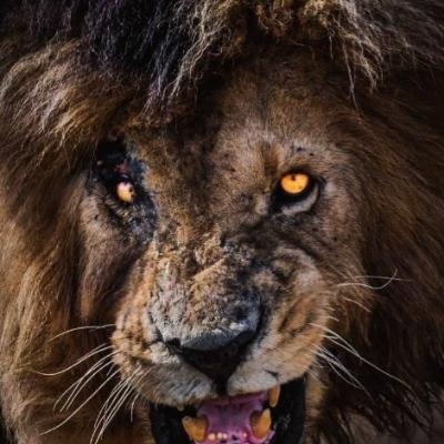 Leon_Scarface's avatar