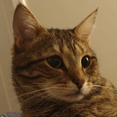 pippipopple@mastodon.social